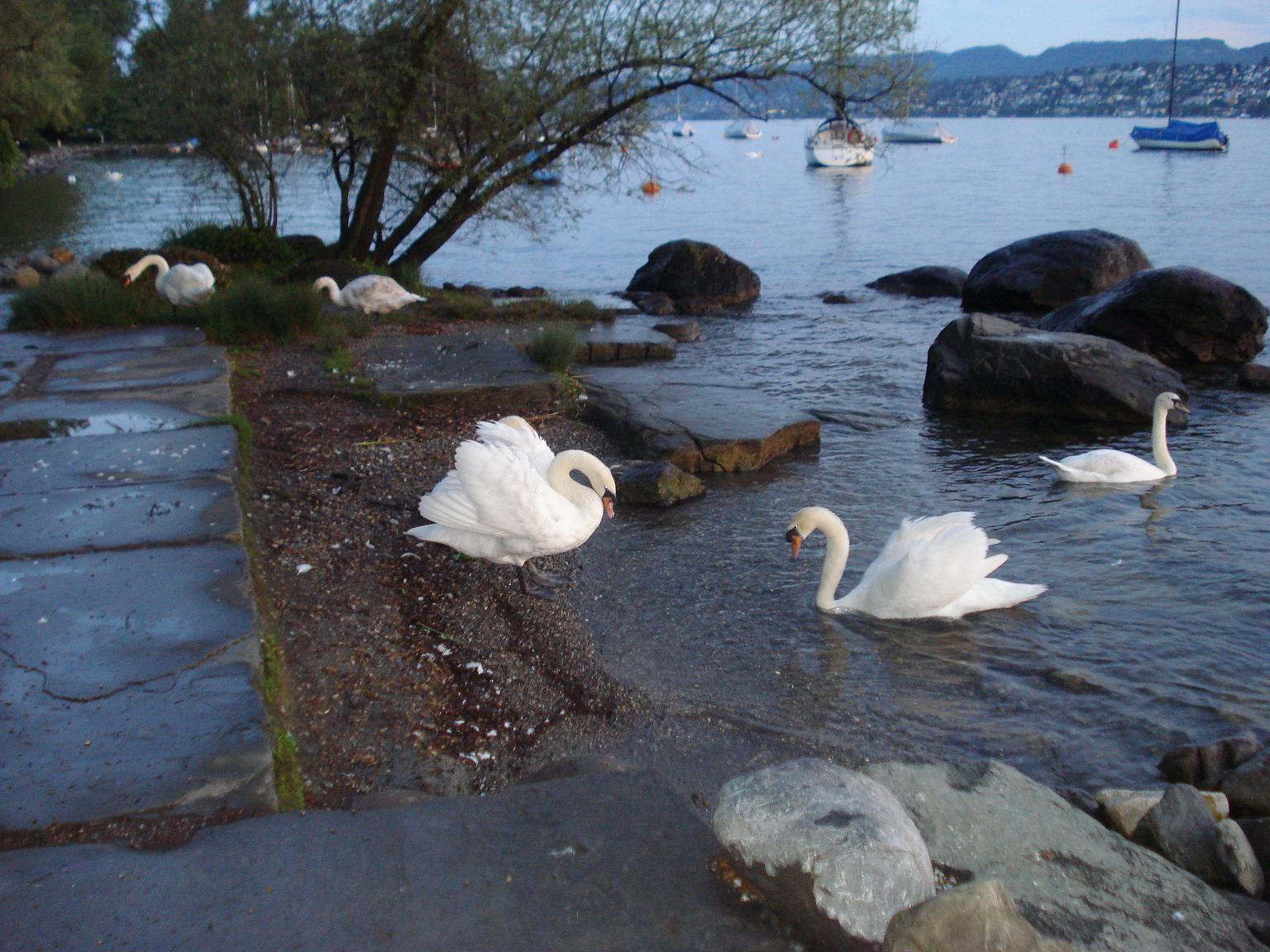Zurichsee. Zurich lake,  ,  ,  