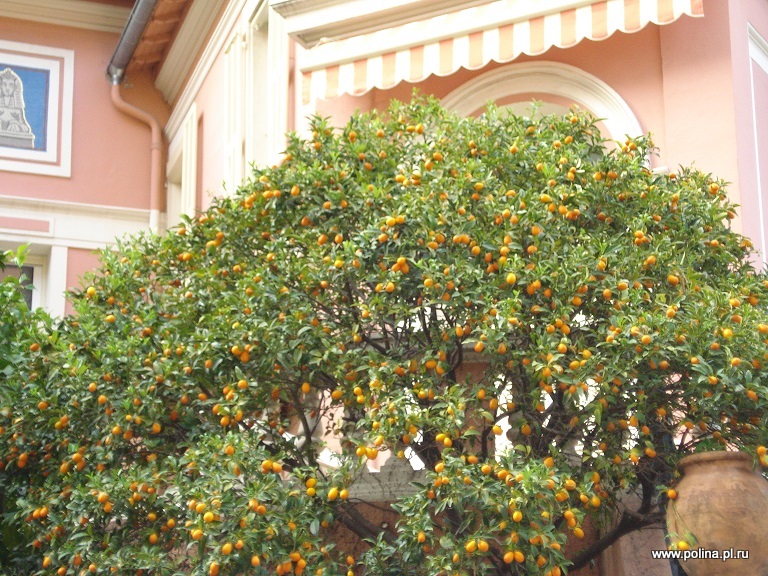 апельсиновое дерево Монако, природа Монако, экскурсия в Монако из Ниццы и Канн, тур Ницца-Монако