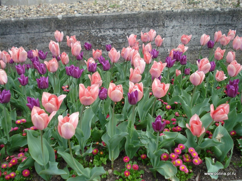 Кекенхоф, Голладния, тюльпаны, гид Кекенхоф, экскурсия с гидом из Амстердама в Кекенхоф, Голландию